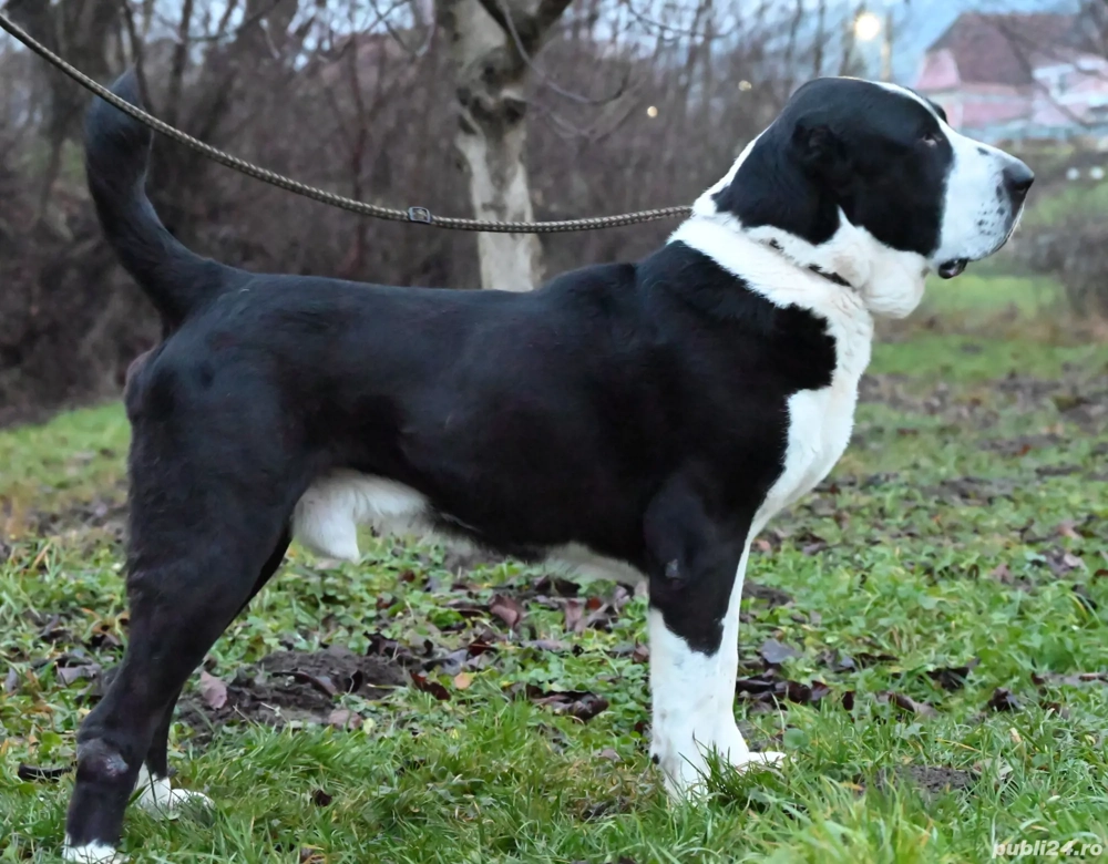 Ciobănesc de asia centrala 