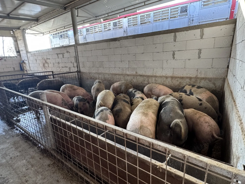 Vând porci rasă de carne crescuți în fermă proprie