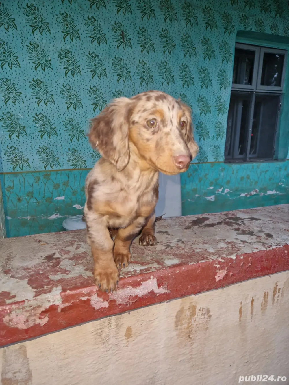 Teckel arlechin ciocolatiu cu par lung 