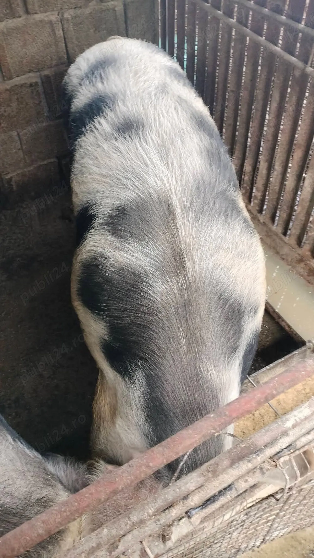 Porc pietrean de vânzare! 