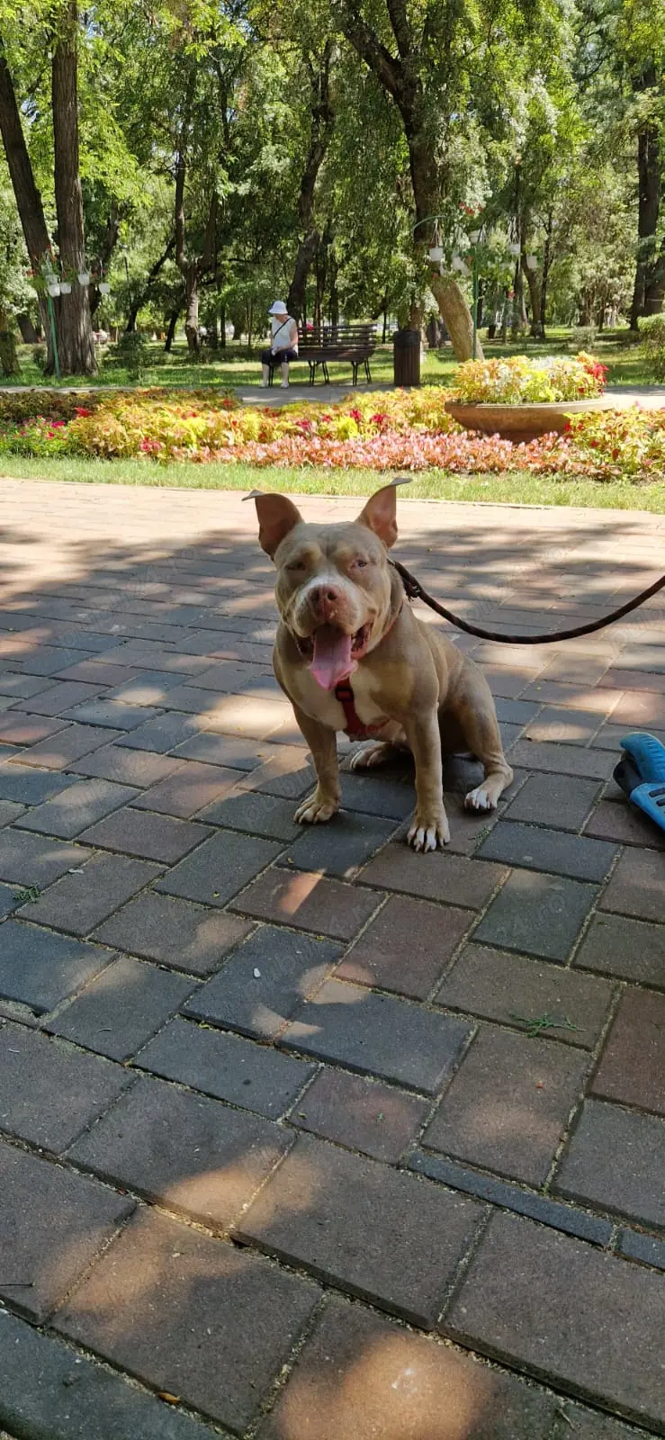 Femela American bully Standard trylilac