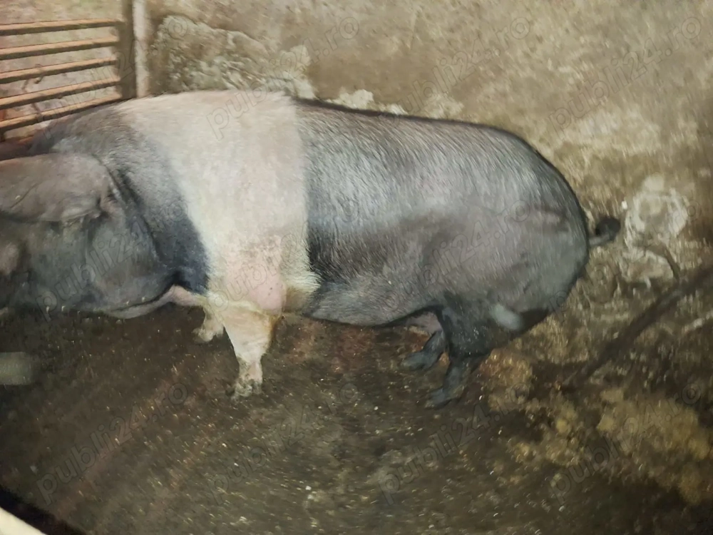 Vând porc gras 16 lei kg crescut bio 