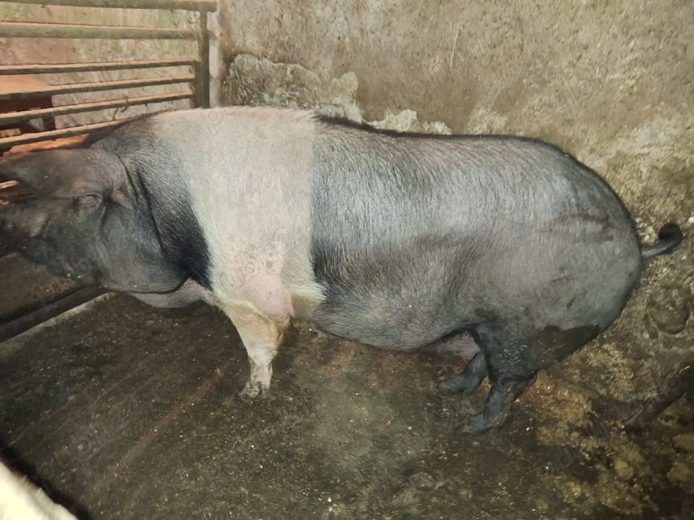Porci grași bazna, crescuți bio