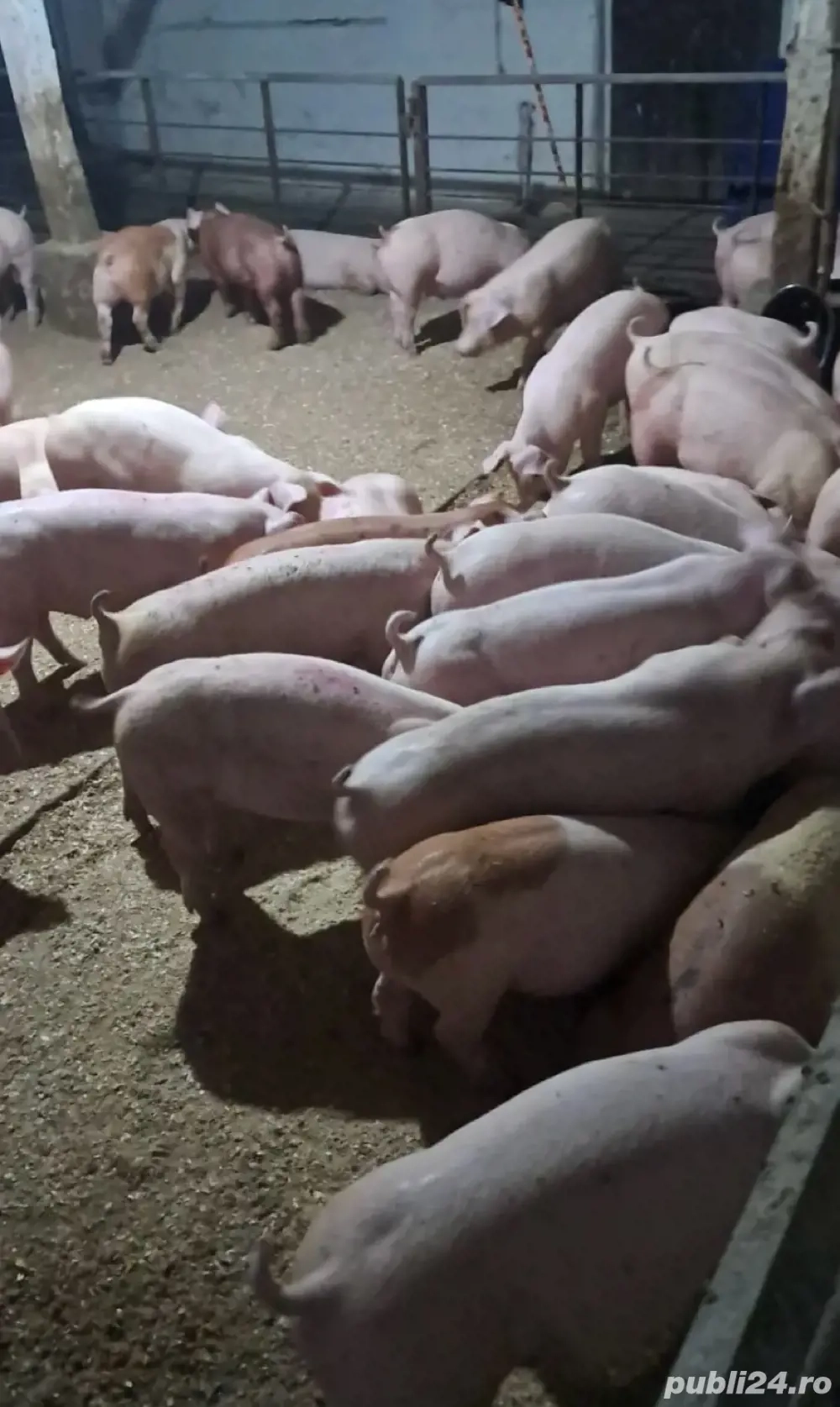 porci pentru sacrificare