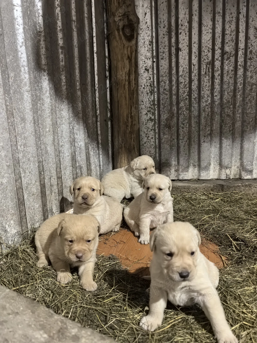 Pui Labrador Retriever 