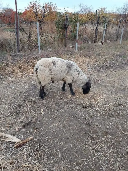 Vând berbec pentru monta, rasa Suffolc