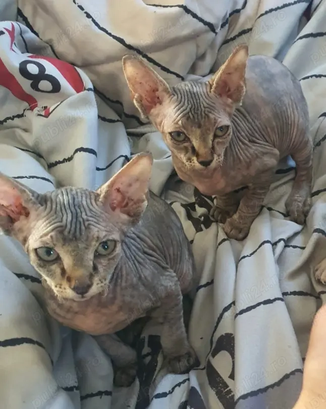 Pisici Sphinx fetițe