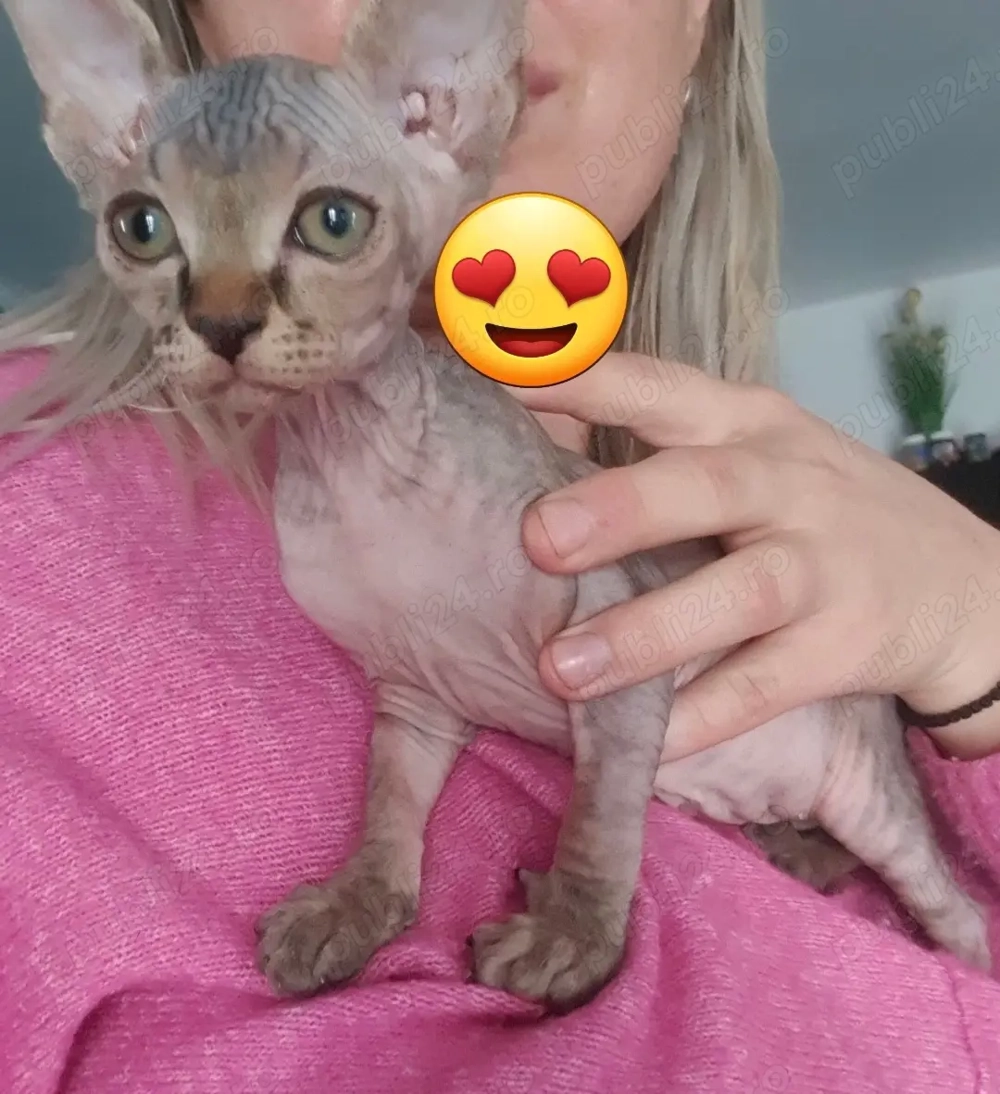  Pisică Sphynx fetiță