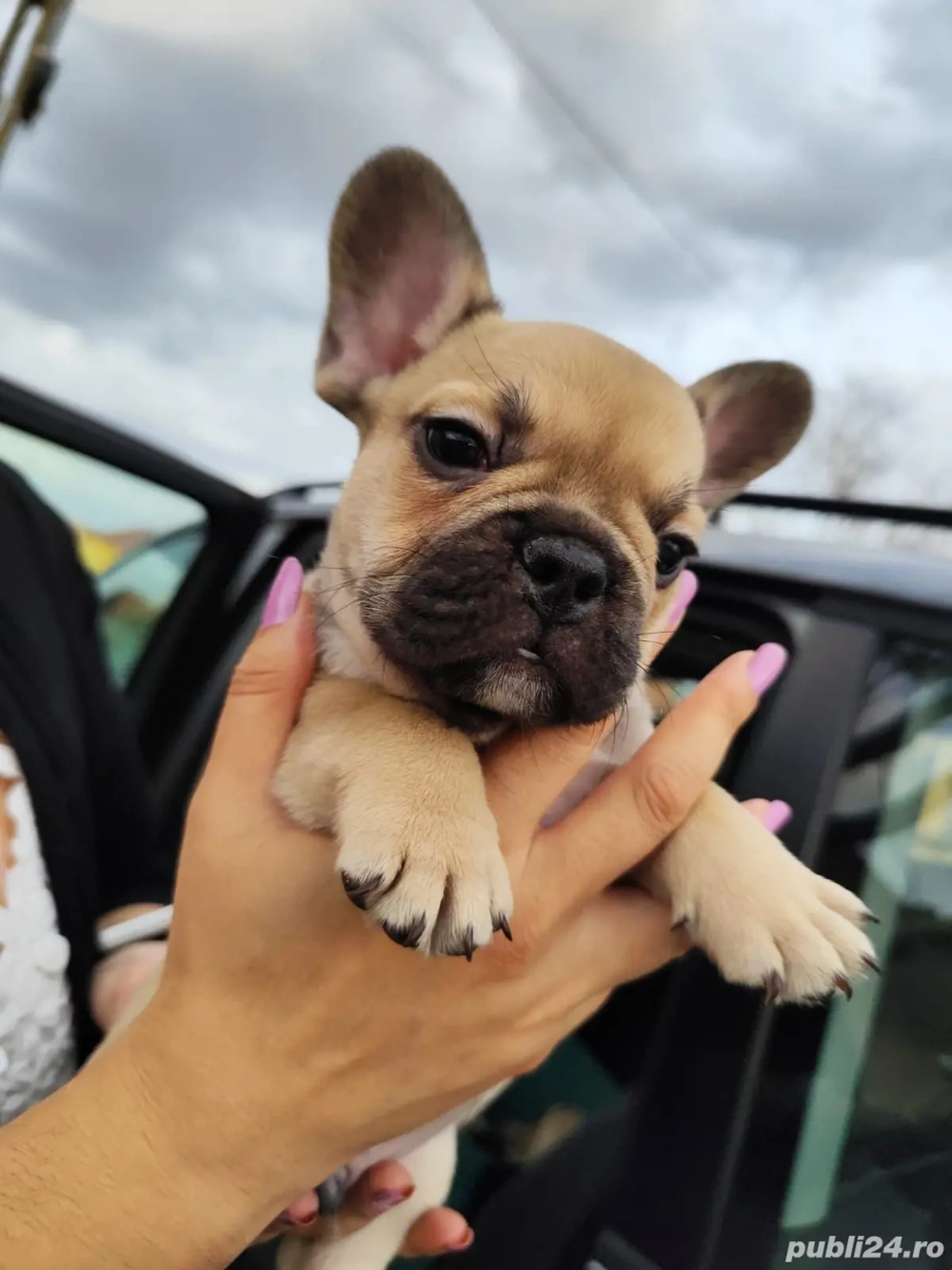 Bulldog Francez  Timisoara