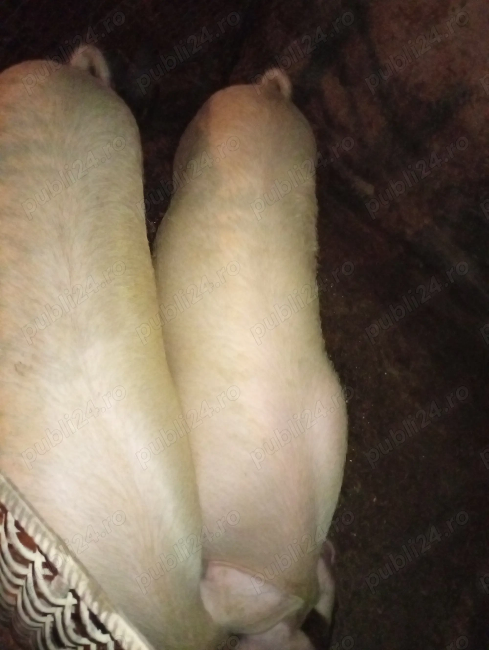 Vând porci pentru sacrificat crescuți natural