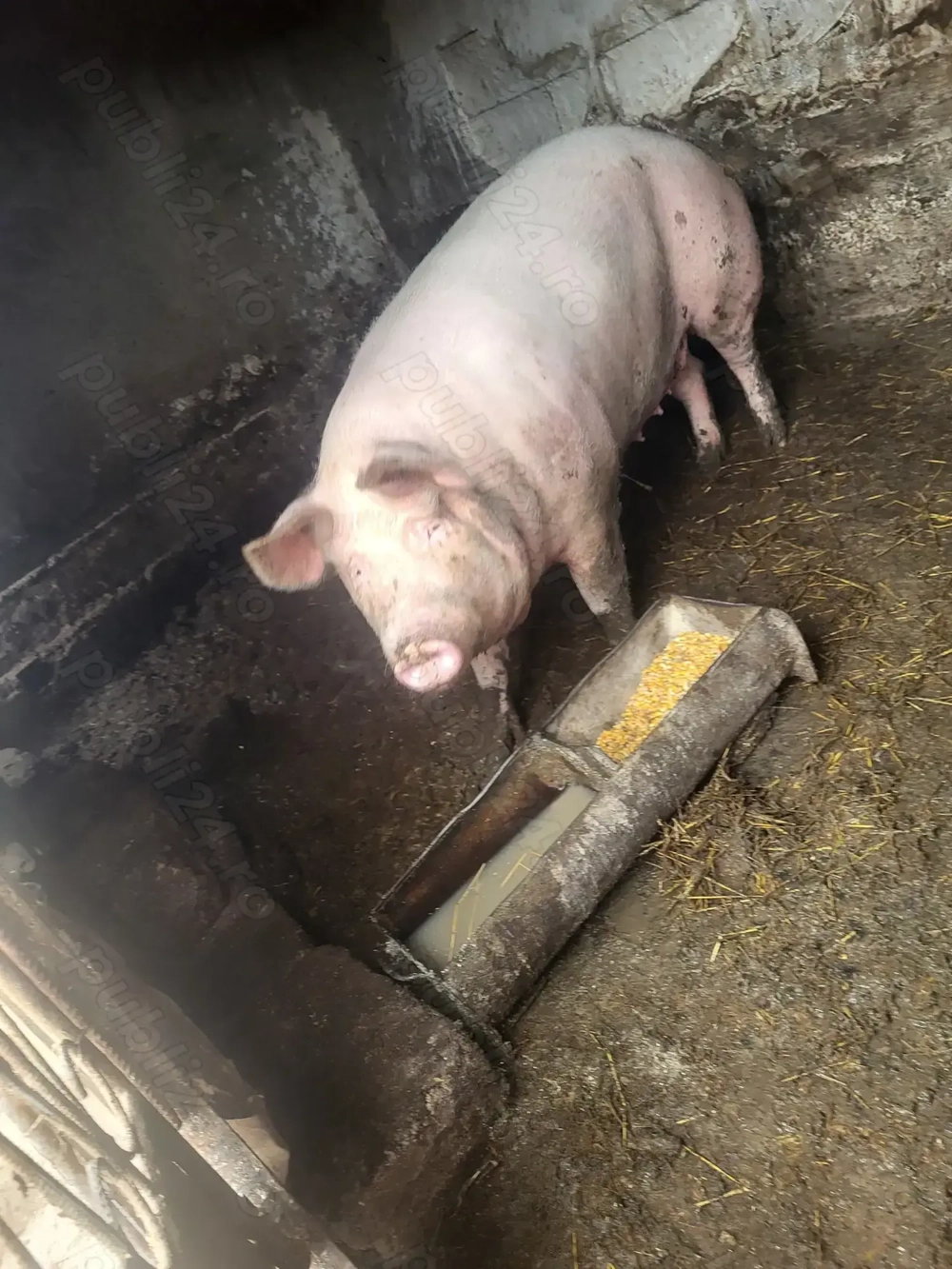 Porci disponibili