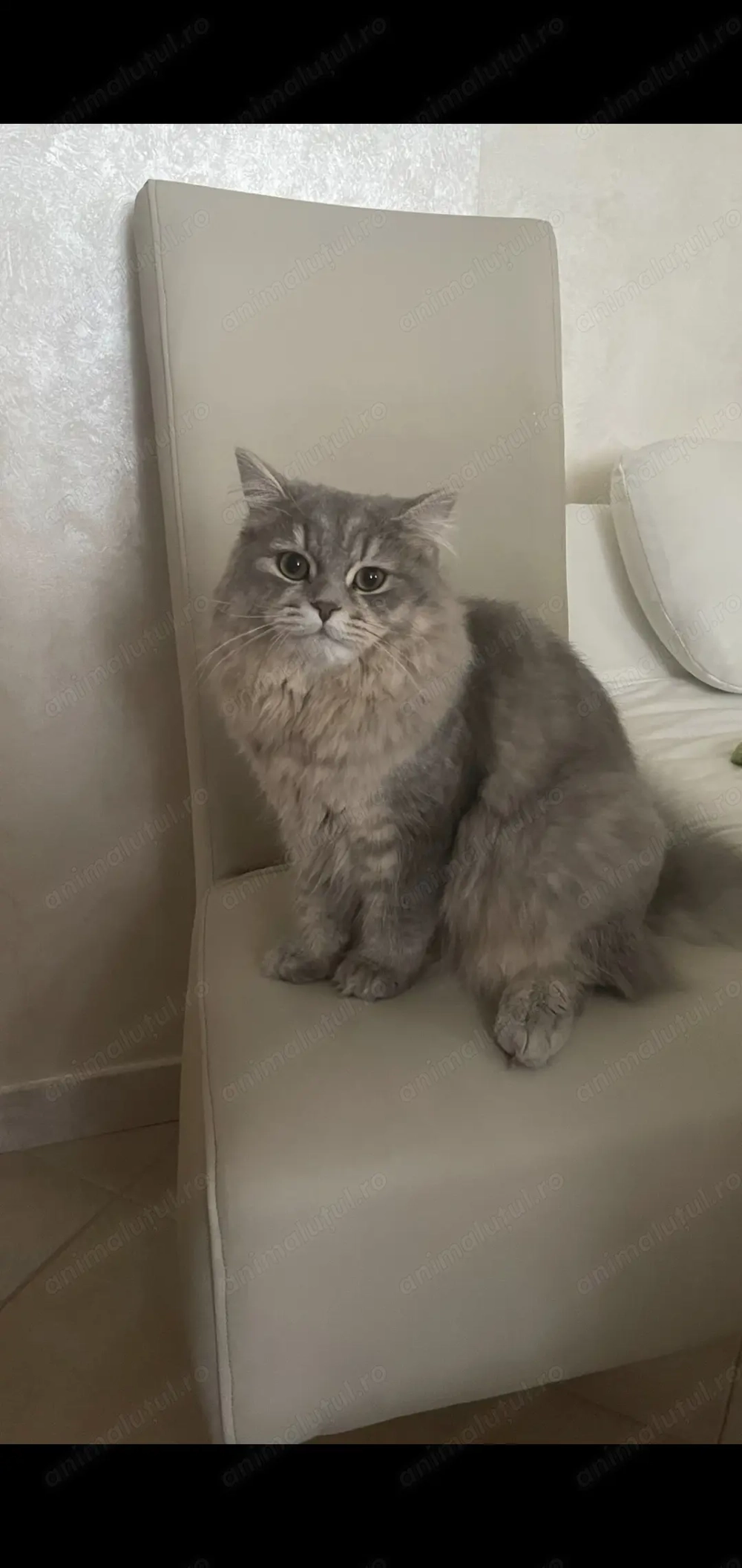 Motan british longhair 