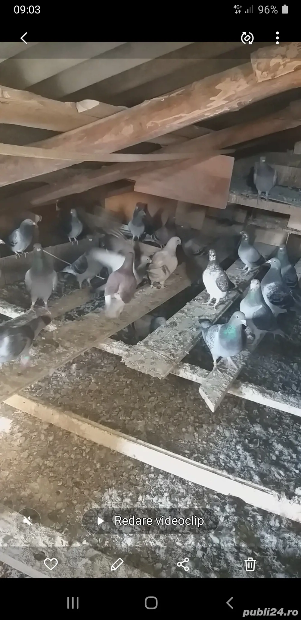 porumbei albi pt nunti si porumbei de vanzare!