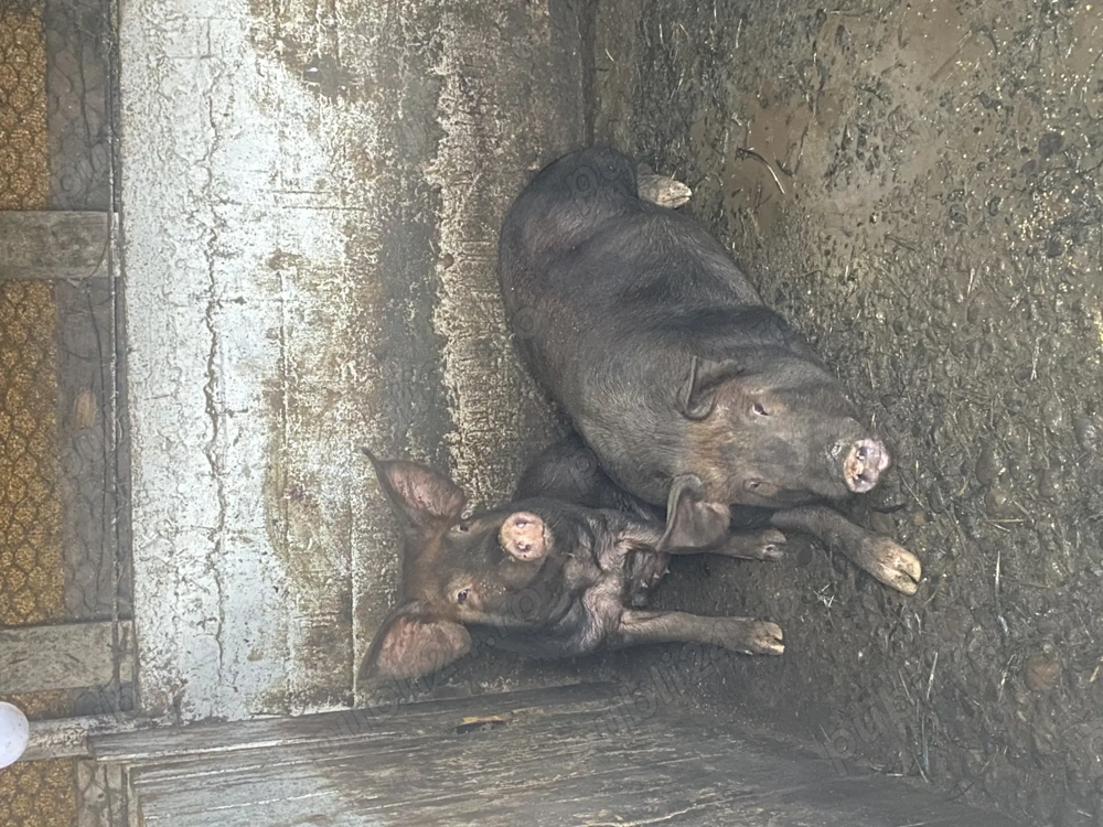 Un mascul duroc și un Mangalita 