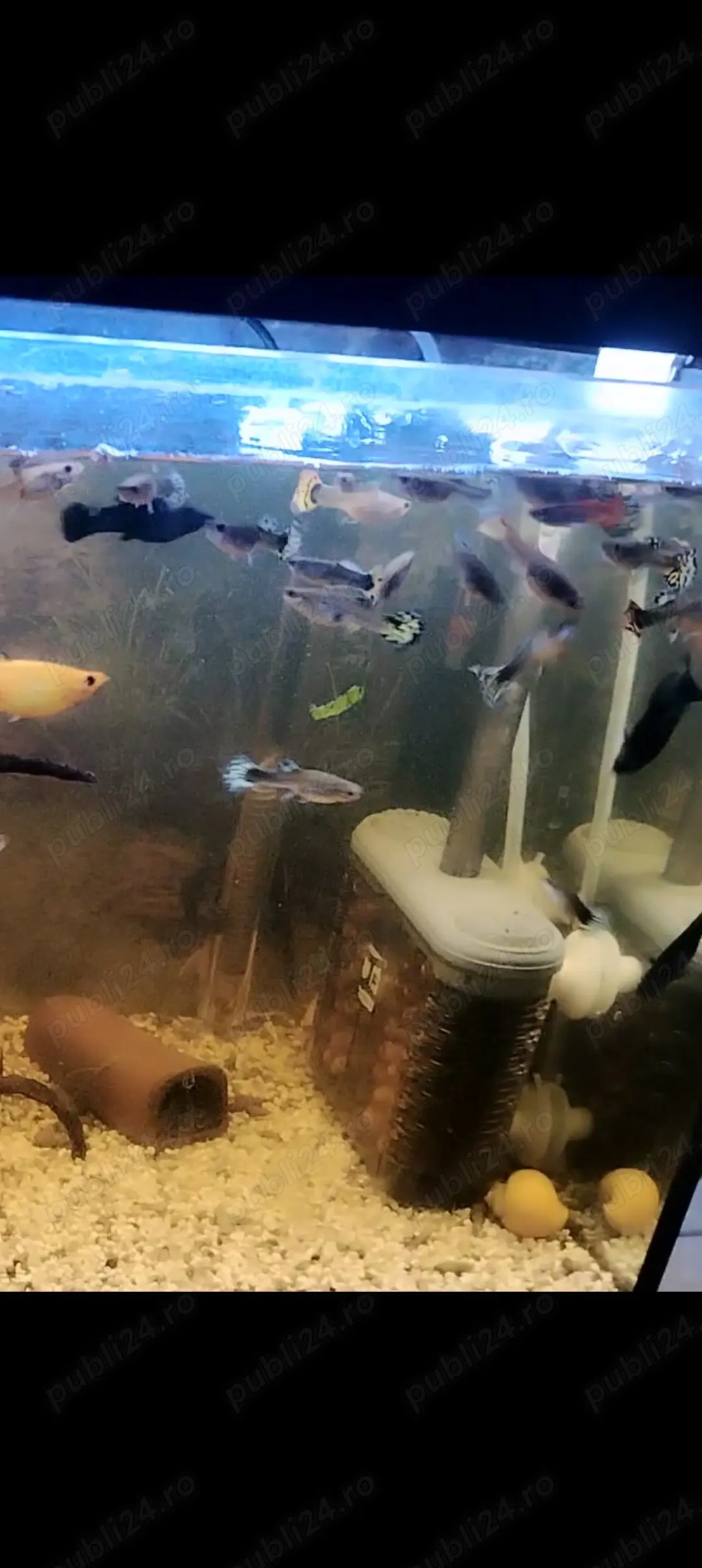 Pești guppy mix 