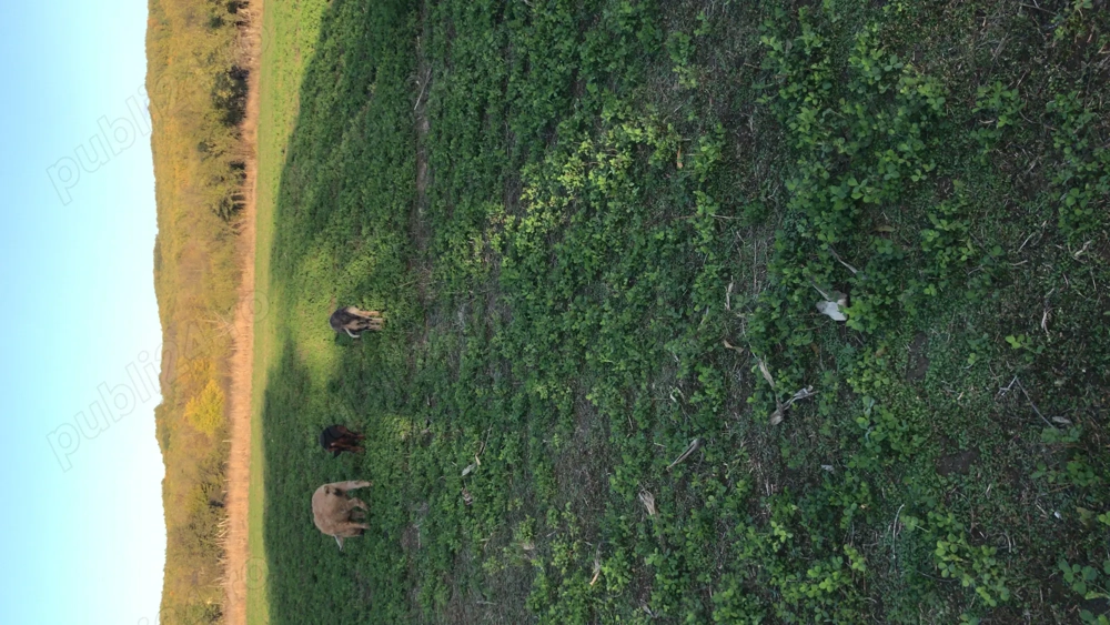 Scrofițe mangaliță de vanzare