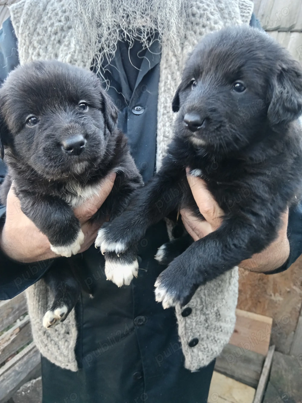 Cățeluș și cățelușa metis de ciobănesc corb 