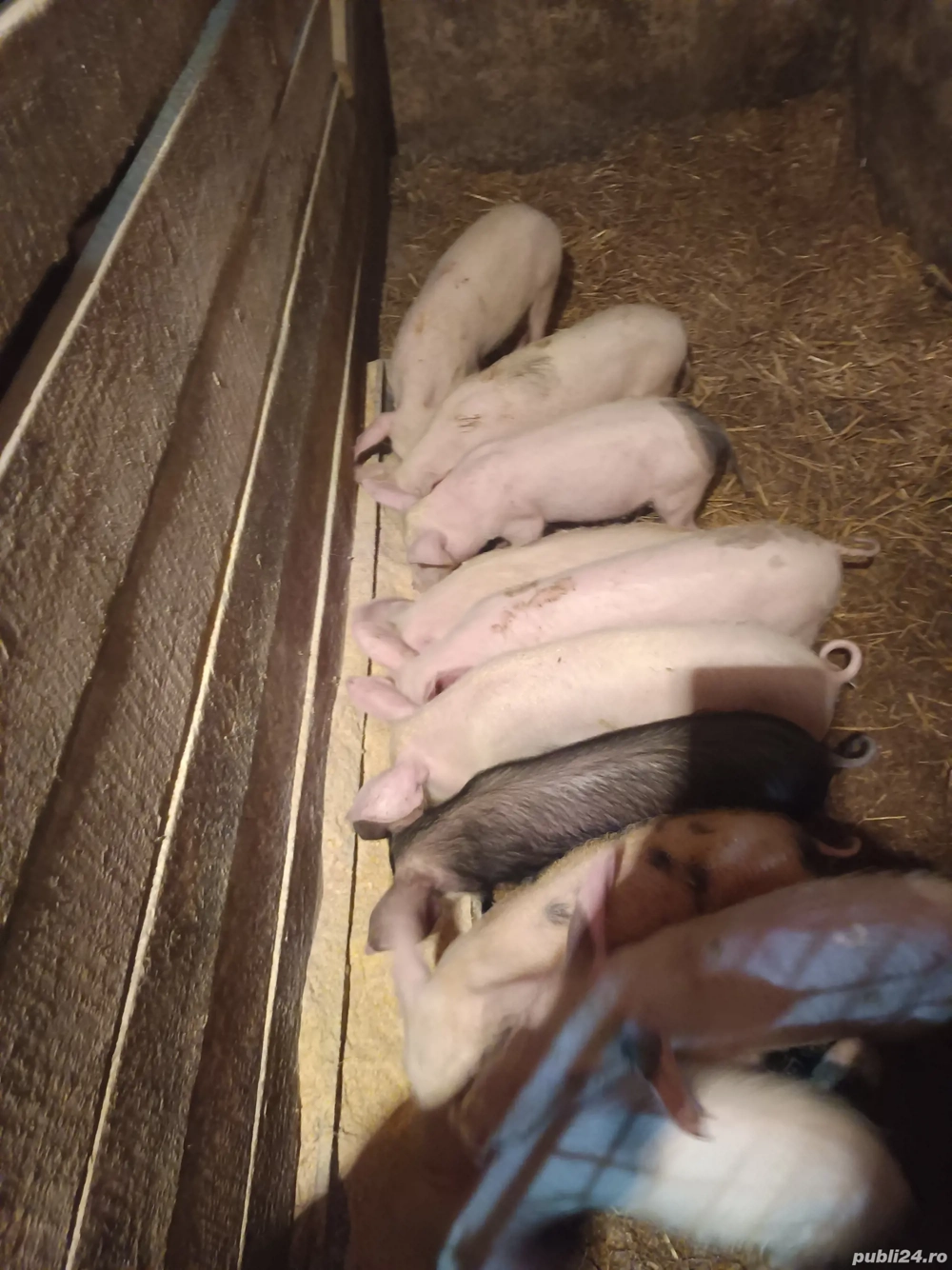 vând purcei de casă 