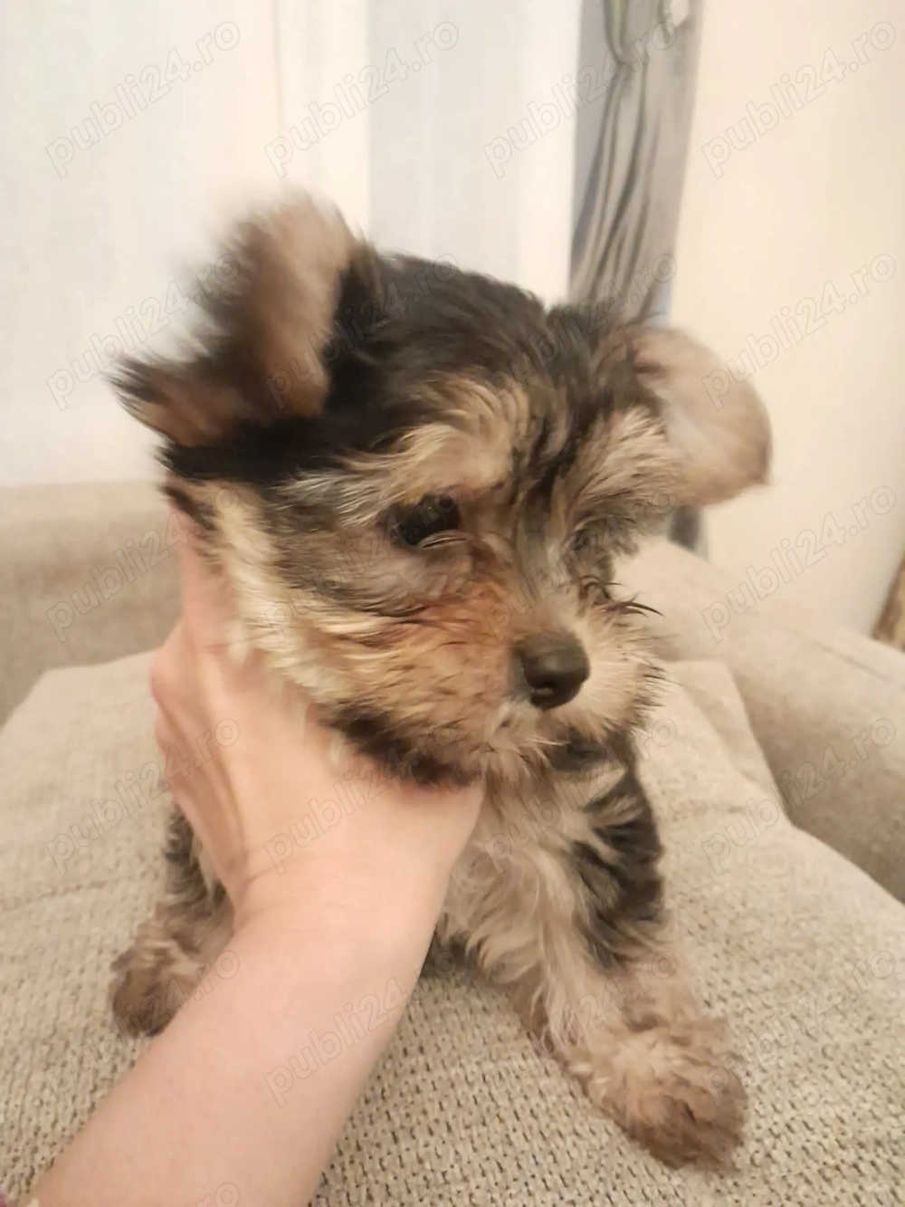 Yorkshire Terrier Toy 