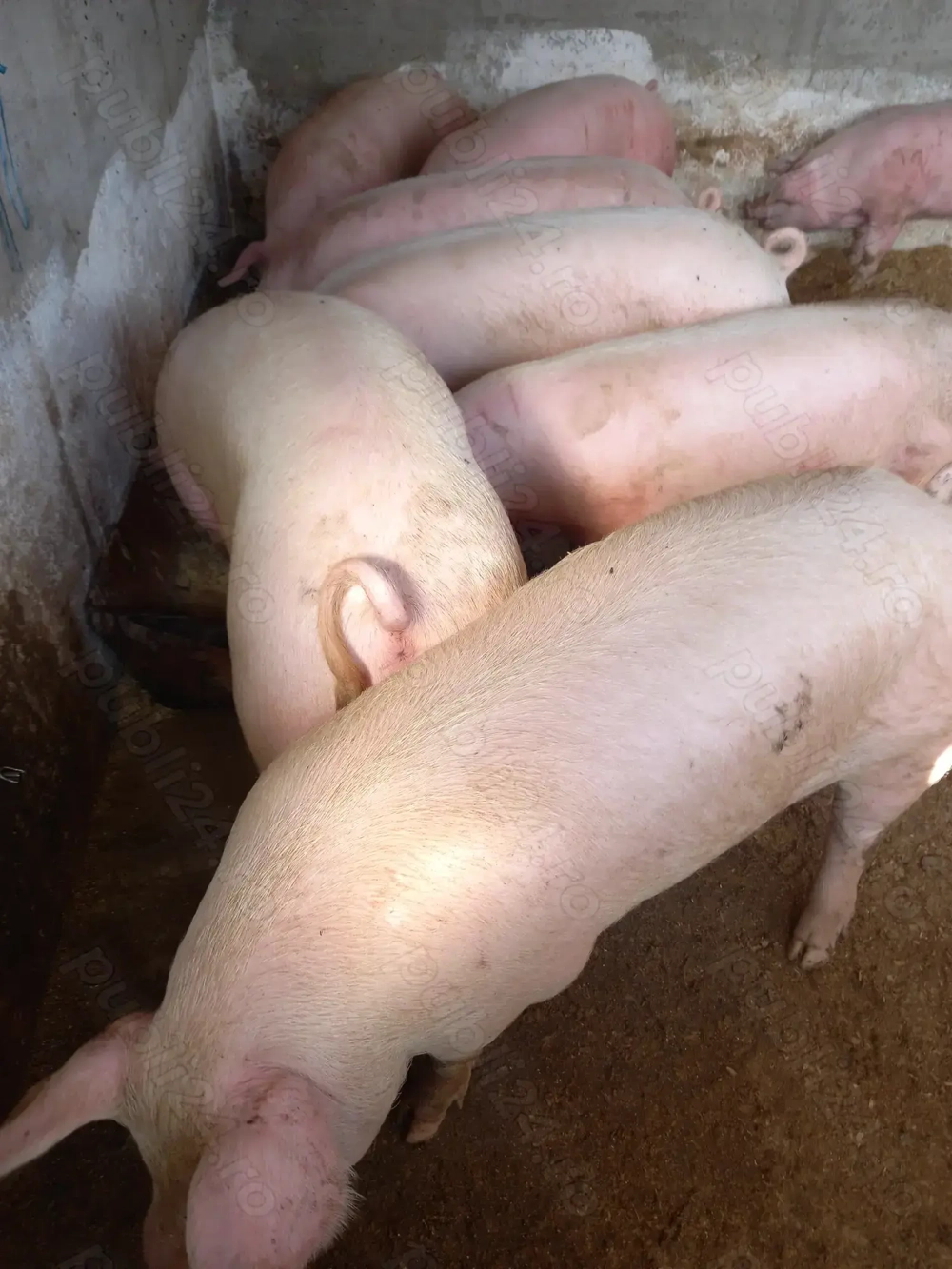 Vand porci pentru craciun