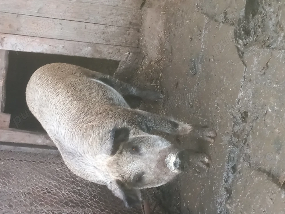 Porci de vânzare 