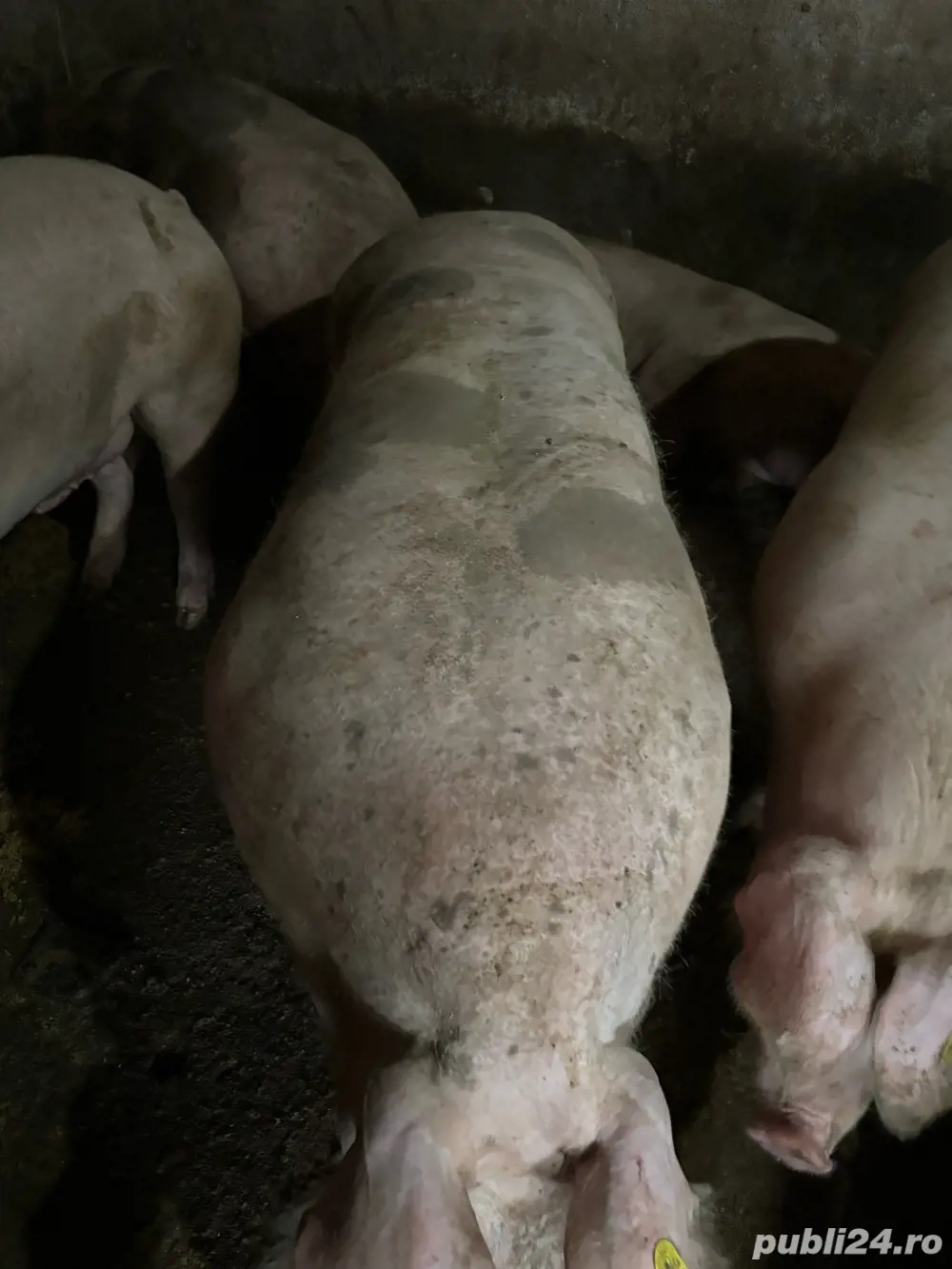 porci carne pietrain pietrean belgian pur 