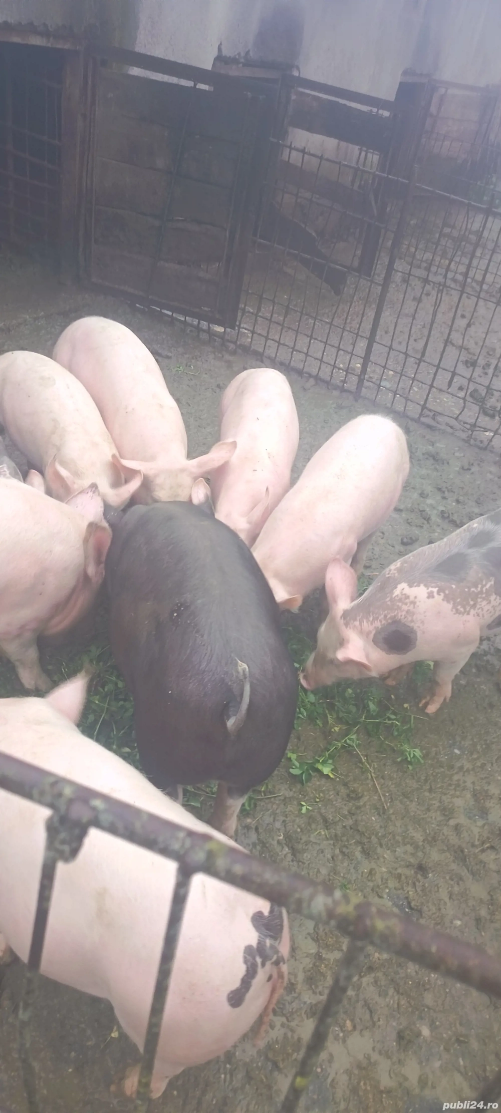 Vind porc de240kg rasa de carne crescut cu cereale 