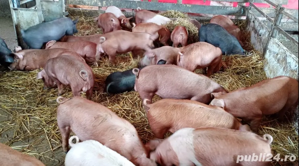 Vând purcei de 12 saptamani