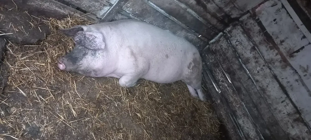 Porc de vânzare 