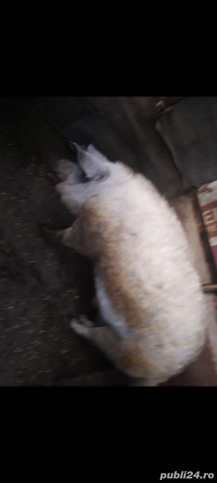 purcea mangalita de vanzare