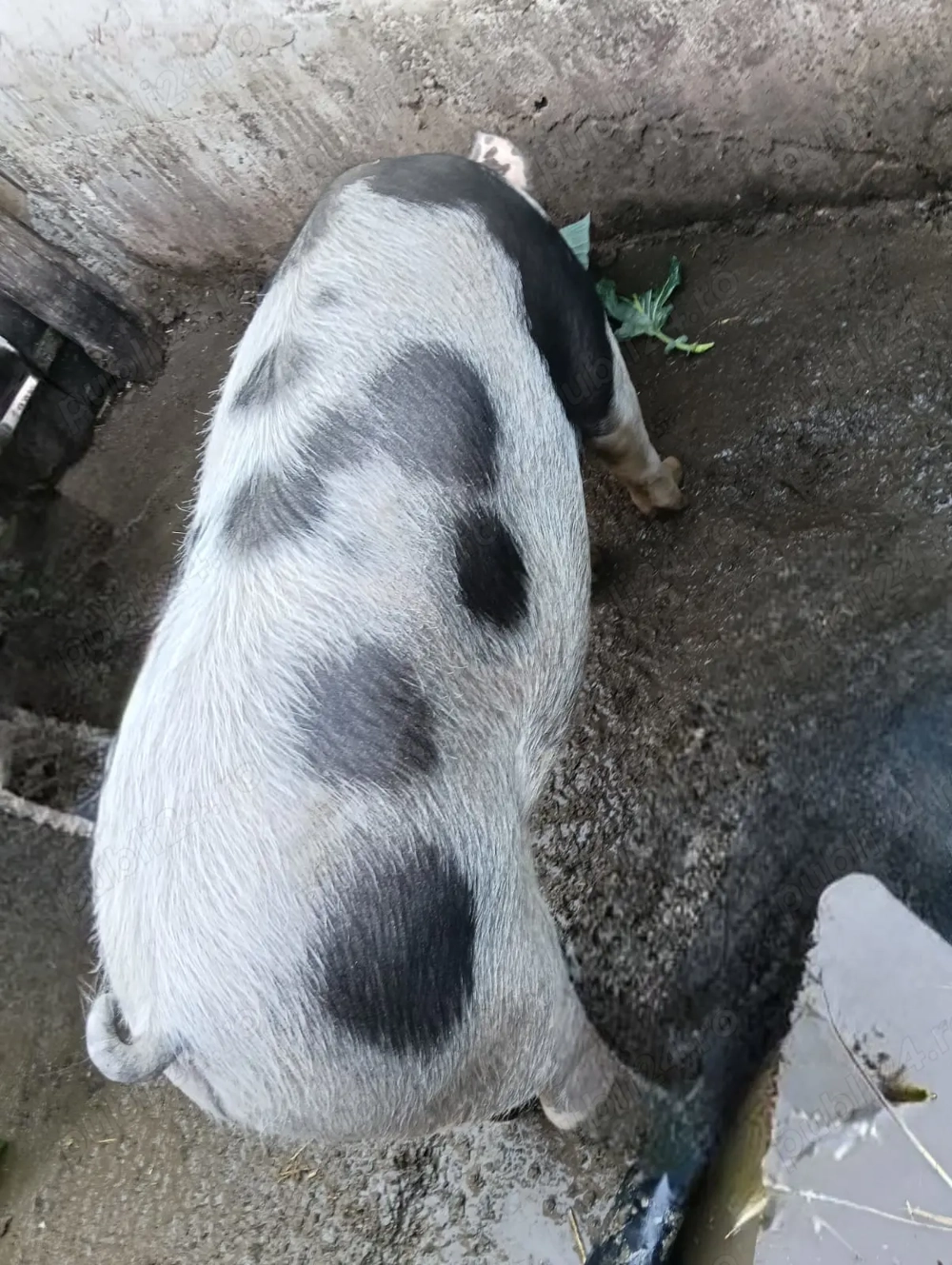 Vând porc landrace cu pietrean 