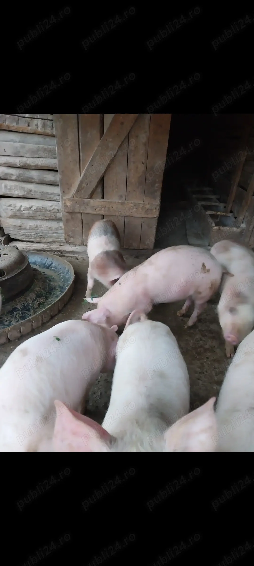 Vând purcei frumoși preț negociabil