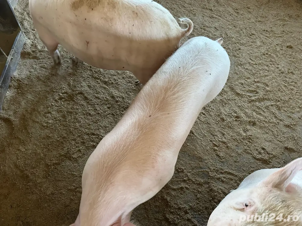 Porc de calitate crescut natural