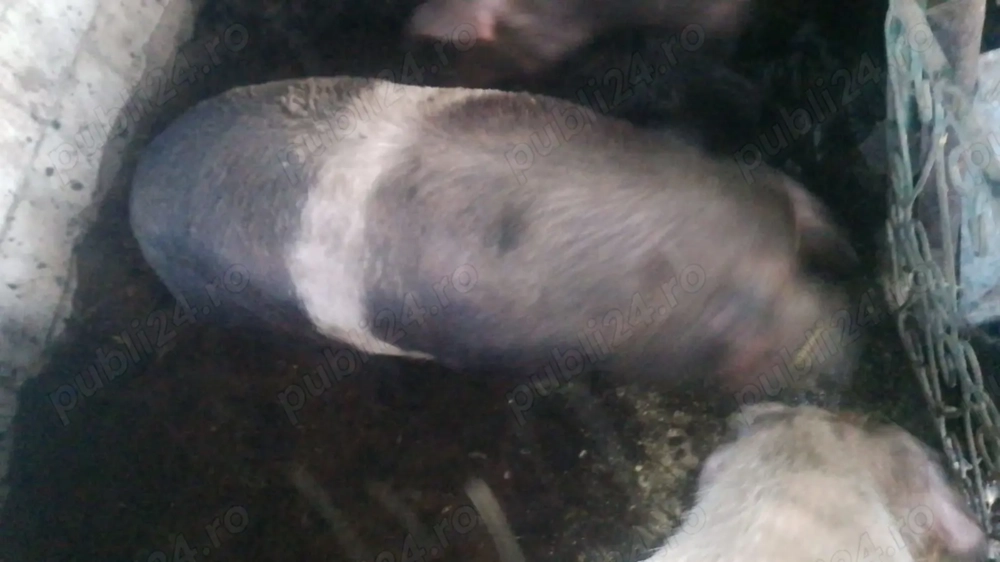 Porci de vânzare 