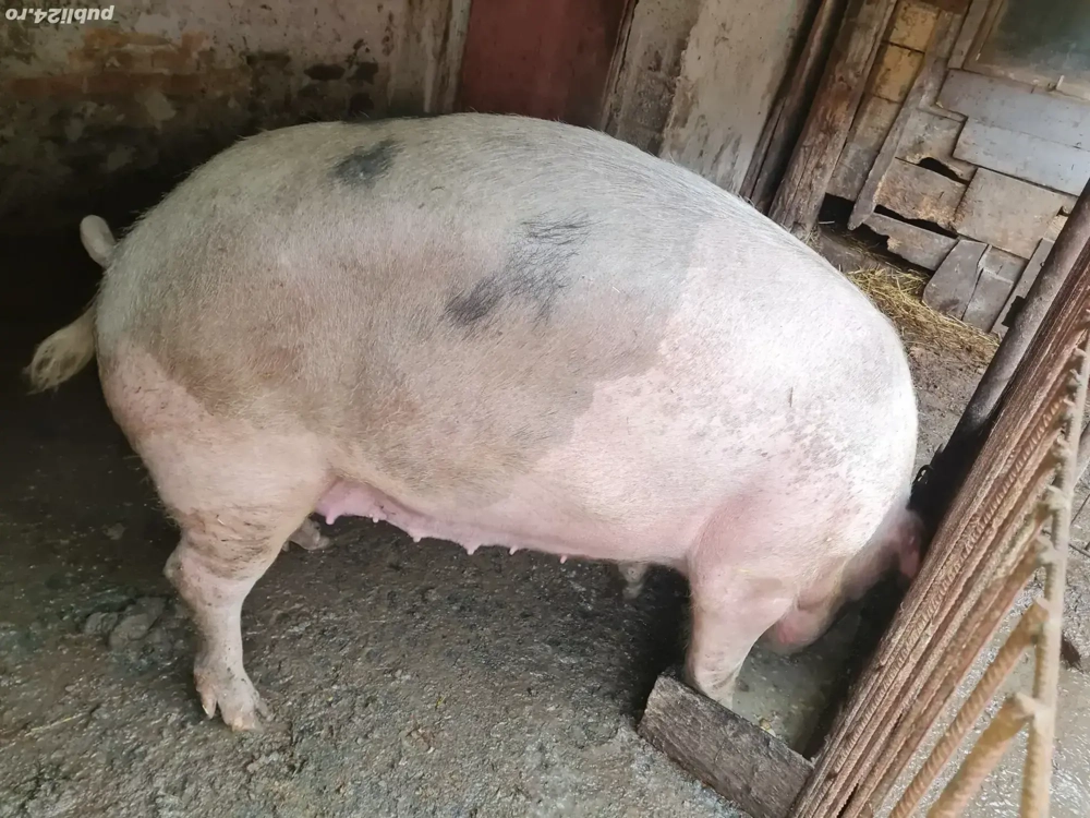 Porc de vanzare