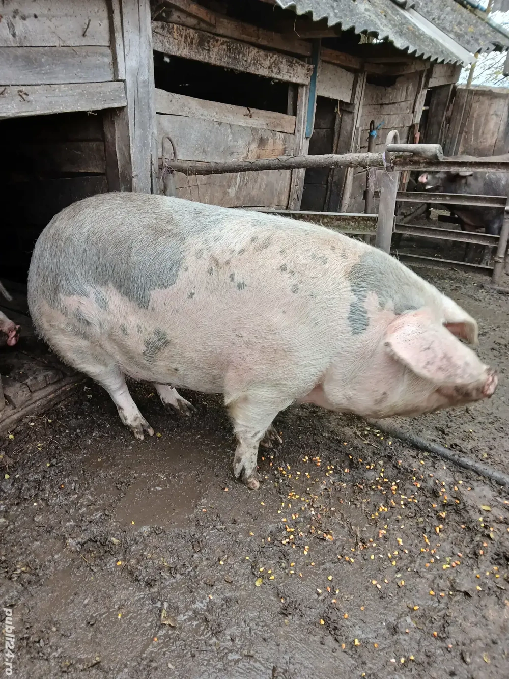 Porci de vanzare 200-250 kg