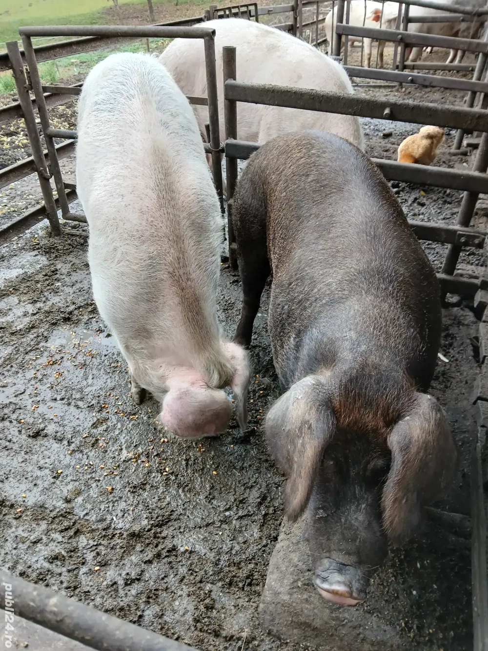 Porci de vanzare 120-130 kg