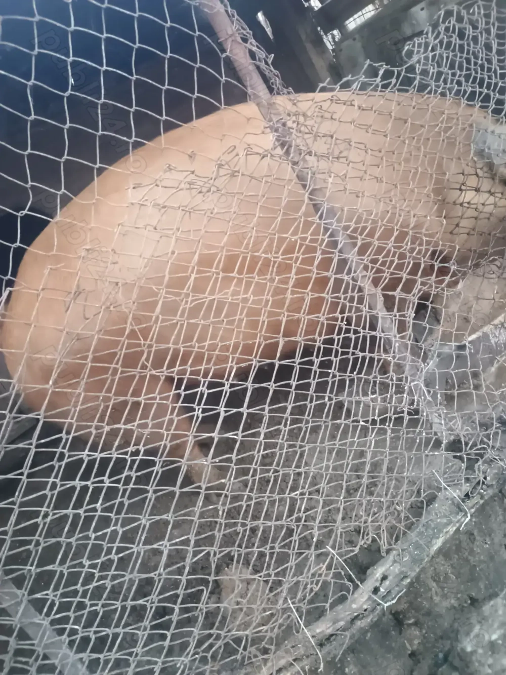 Porc Duroc crescut natural