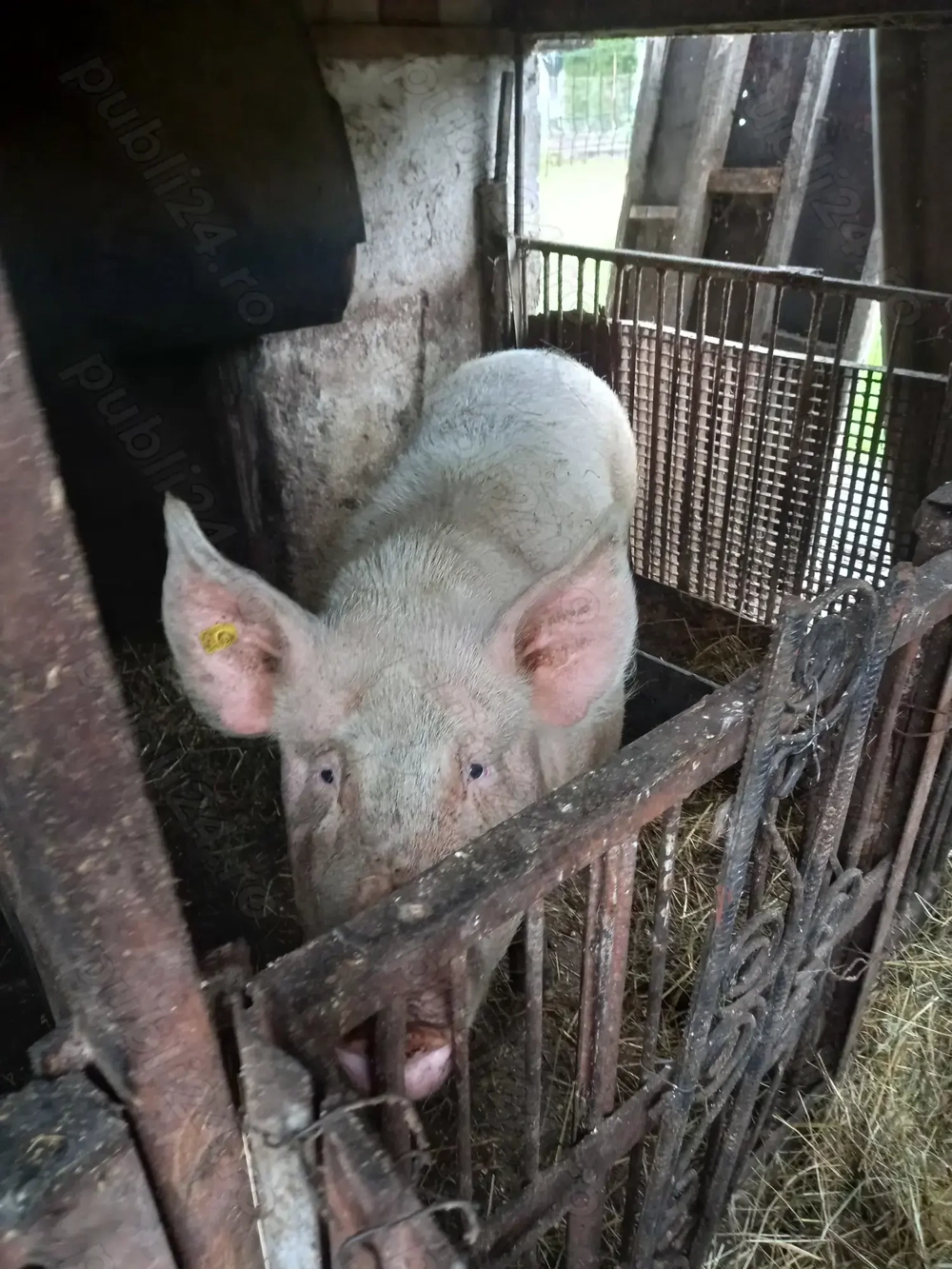 Vând porci în localitatea Negrești-Oaș