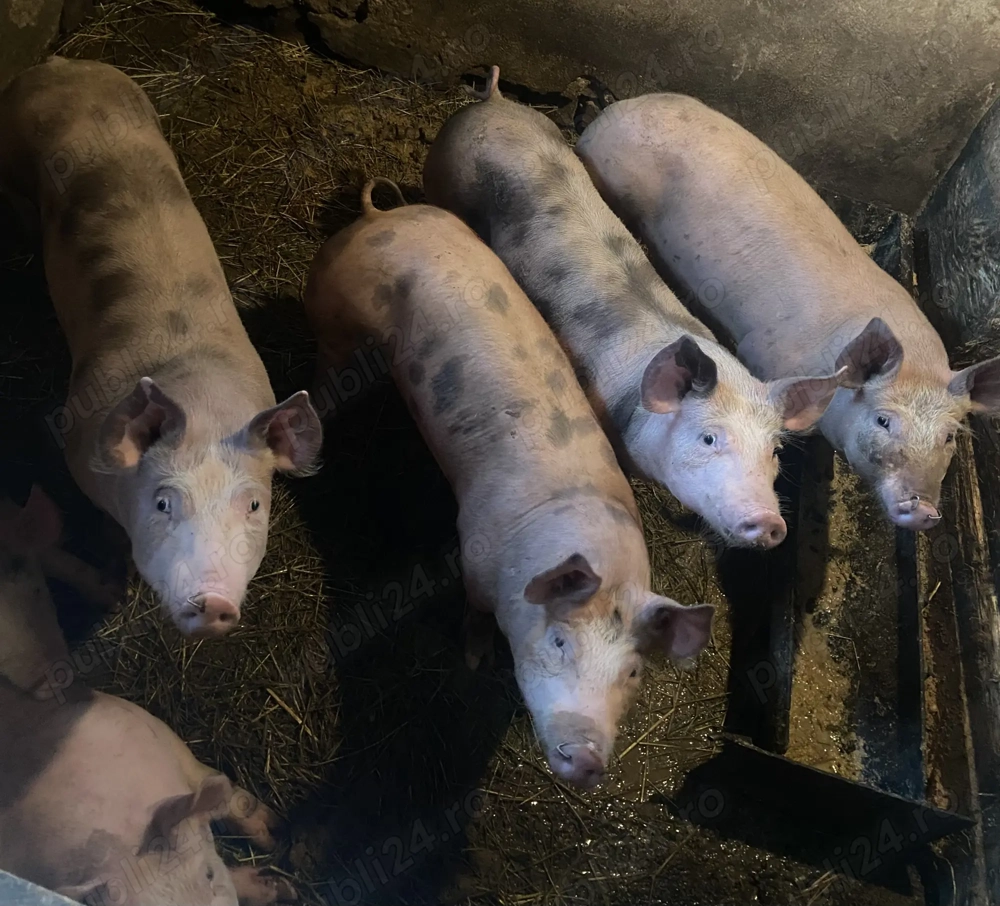 Vând purcei de peste 4 luni, pietrain, preț 650 lei