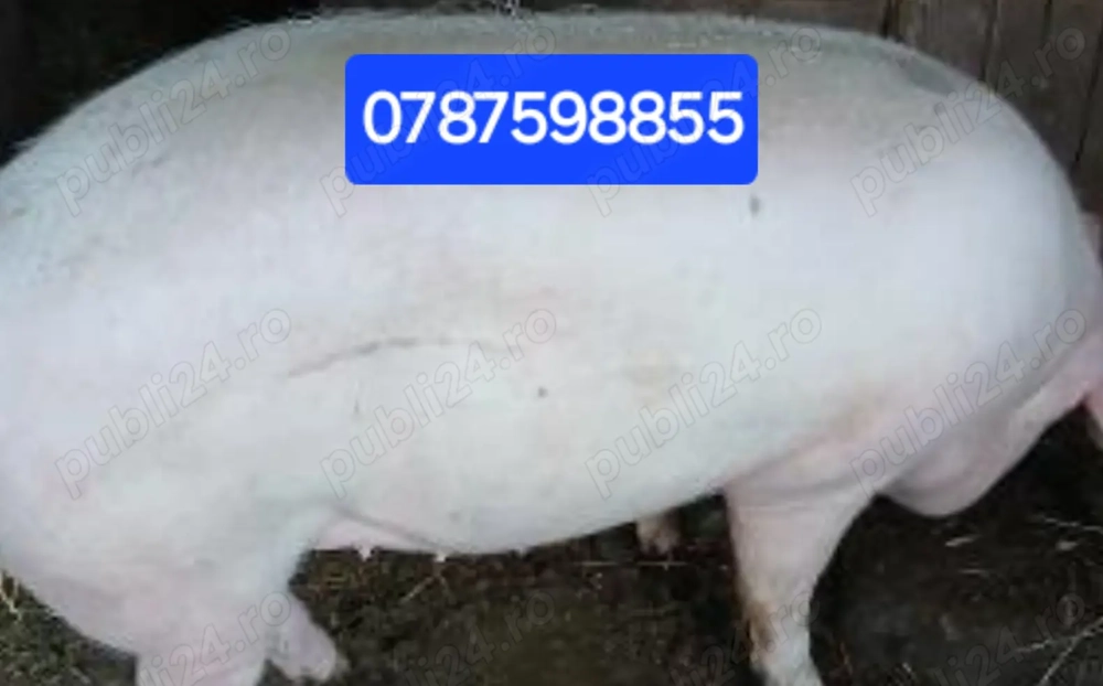 Porc, 200-300 kg