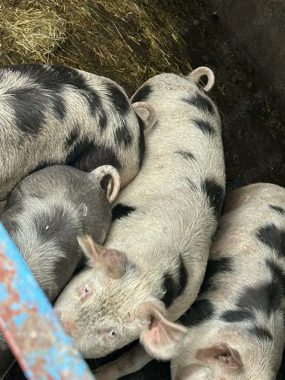 Porci cu greutate 80-100