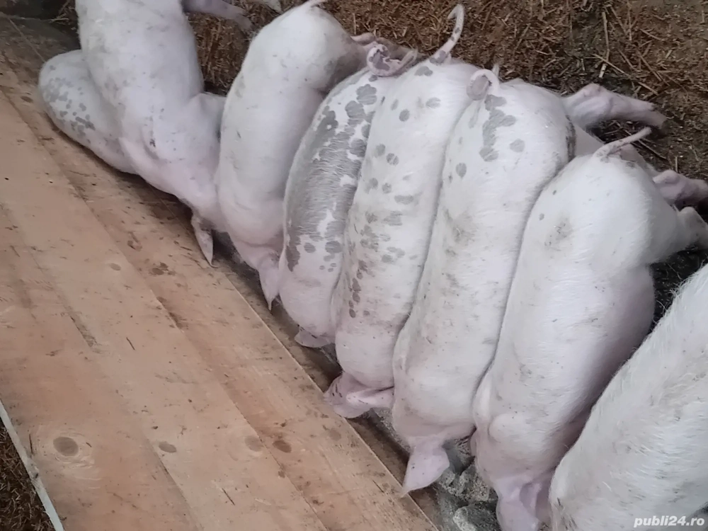 purcei disponibili 35 kg