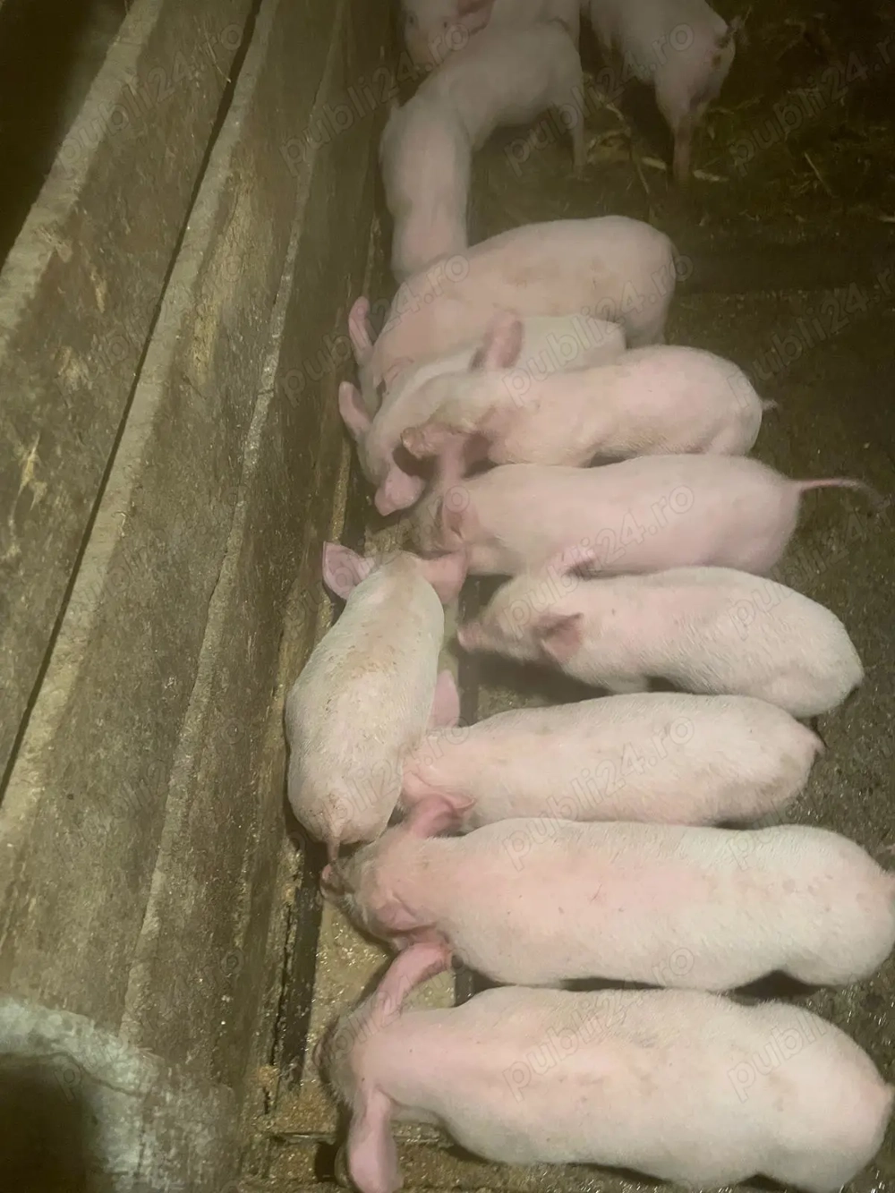 Purcei pietran cu marele alb 