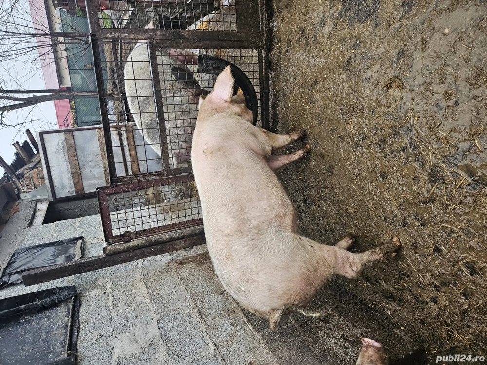 scroafa rasa pietrain