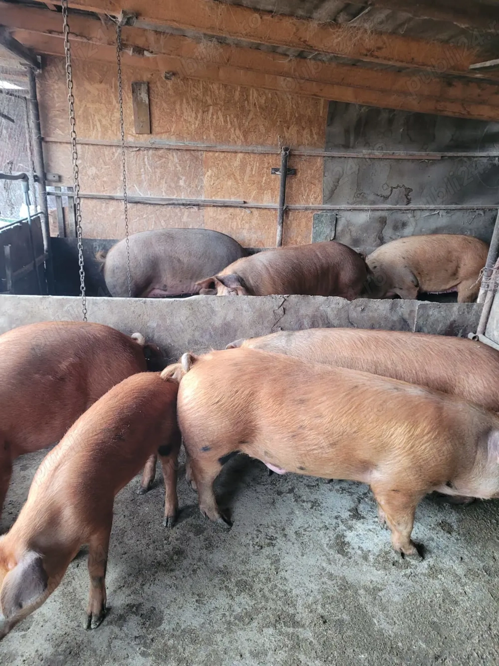 Vând porci rasa duroc