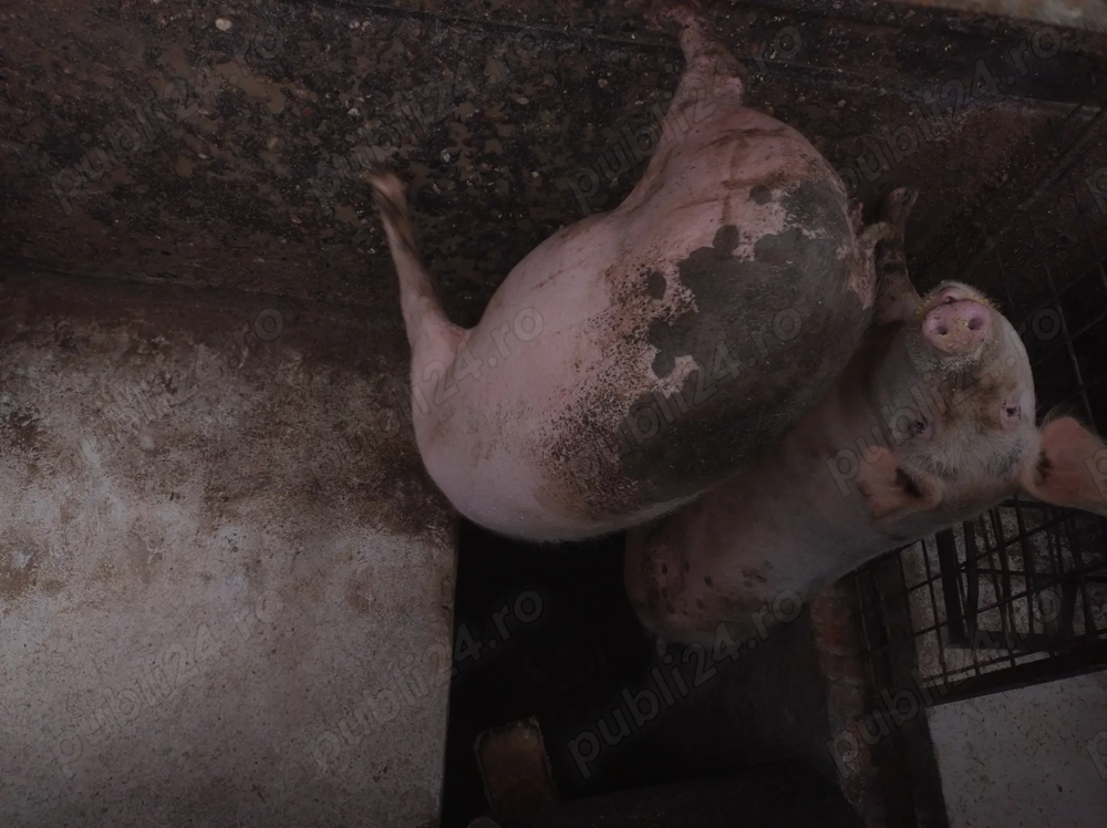 Vand  porci 15 lei kg .