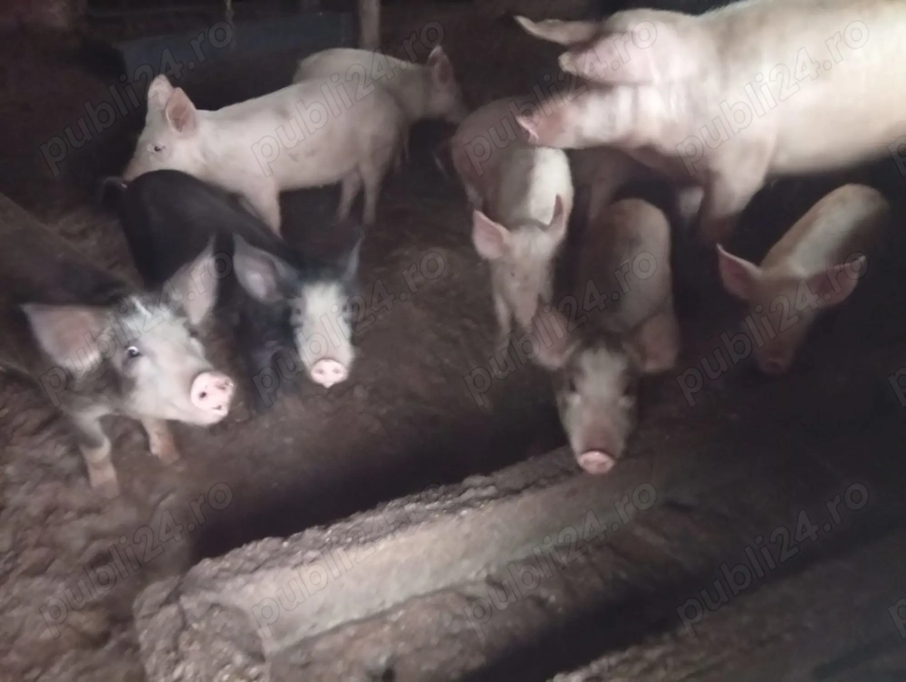 Vând purcei de 4 luni. Zona Lugojului