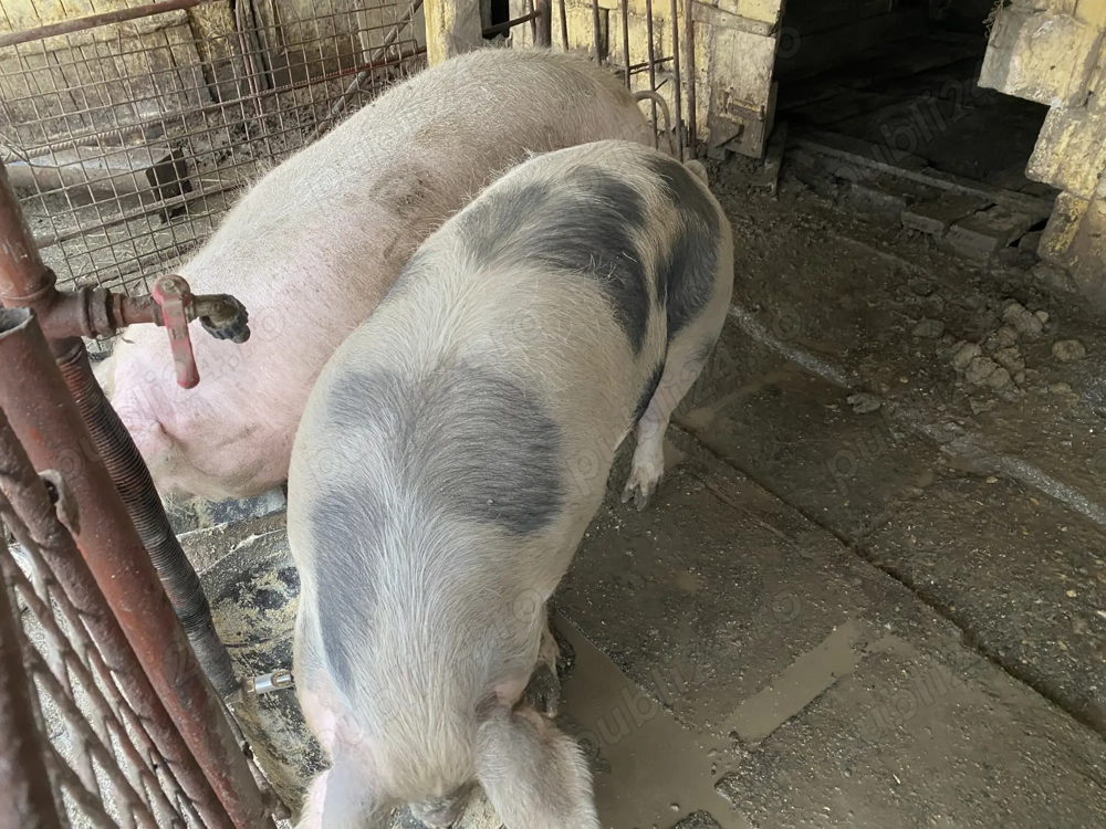 De vânzare porc de carne 