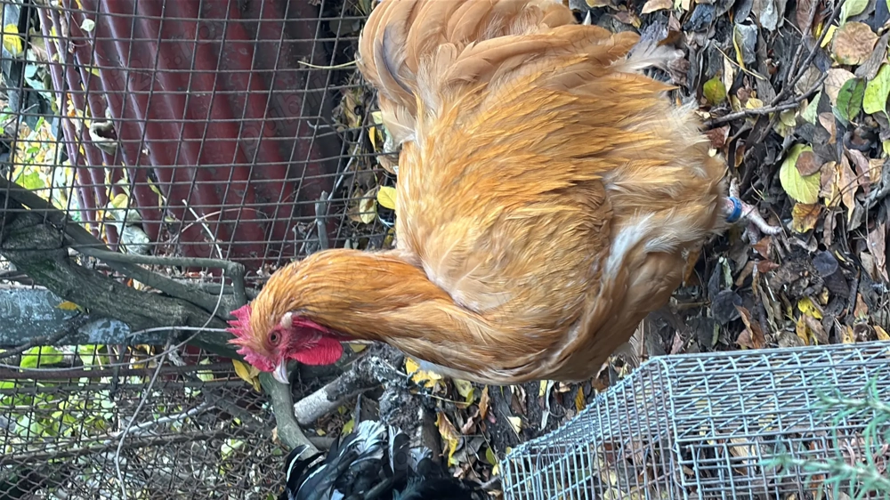 Orpington galben 2024 iunie 